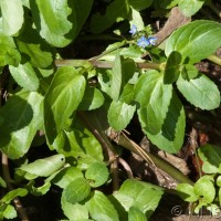 Brooklime